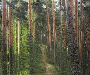 Punkaharju