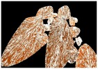 Tapani Launis - 